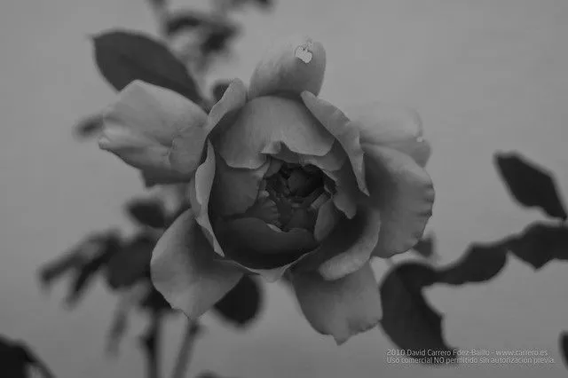 Visión de rosa en blanco y negro | Flickr - Photo Sharing!