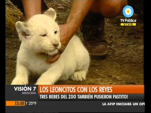 Visión Siete: Los leoncitos con los Reyes - YouTube