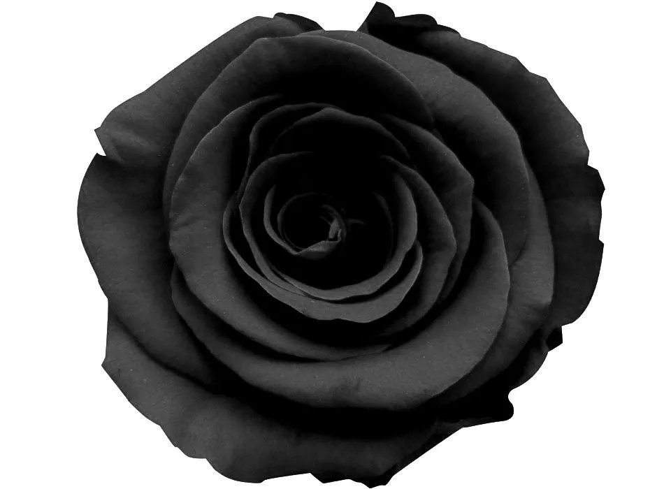 Visiones aromatizadas de añil: La Rosa Negra (Capítulo VIII)