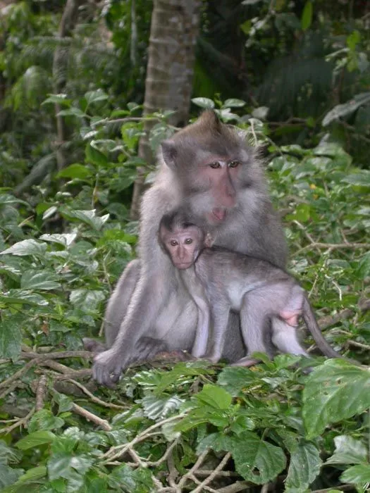 Una visita al Bosque de los Macacos, Bali, Indonesia | El Rincón ...