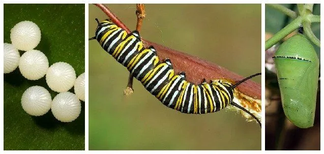 Visita a una Granja de Mariposas | Aire Libre, Parques y Jardines ...