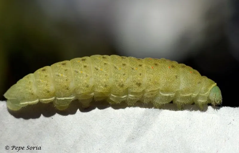 VISITANTES Y HABITANTES DE MI PATIO: Larva de mariposa ( Habitante )