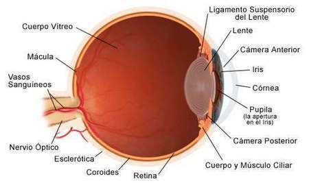La Vista: Organos de los Sentidos Humanos vista...