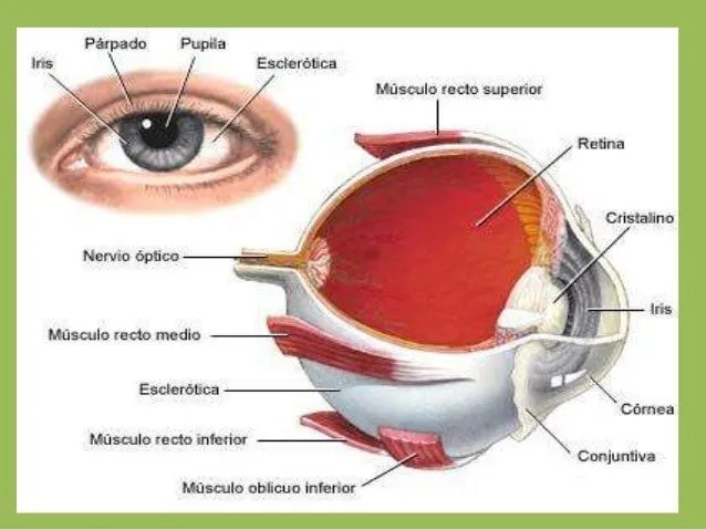 De la vista y sus partes - Imagui