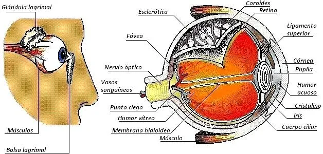 De la vista y sus partes - Imagui