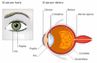 La vista y sus partes - Imagui