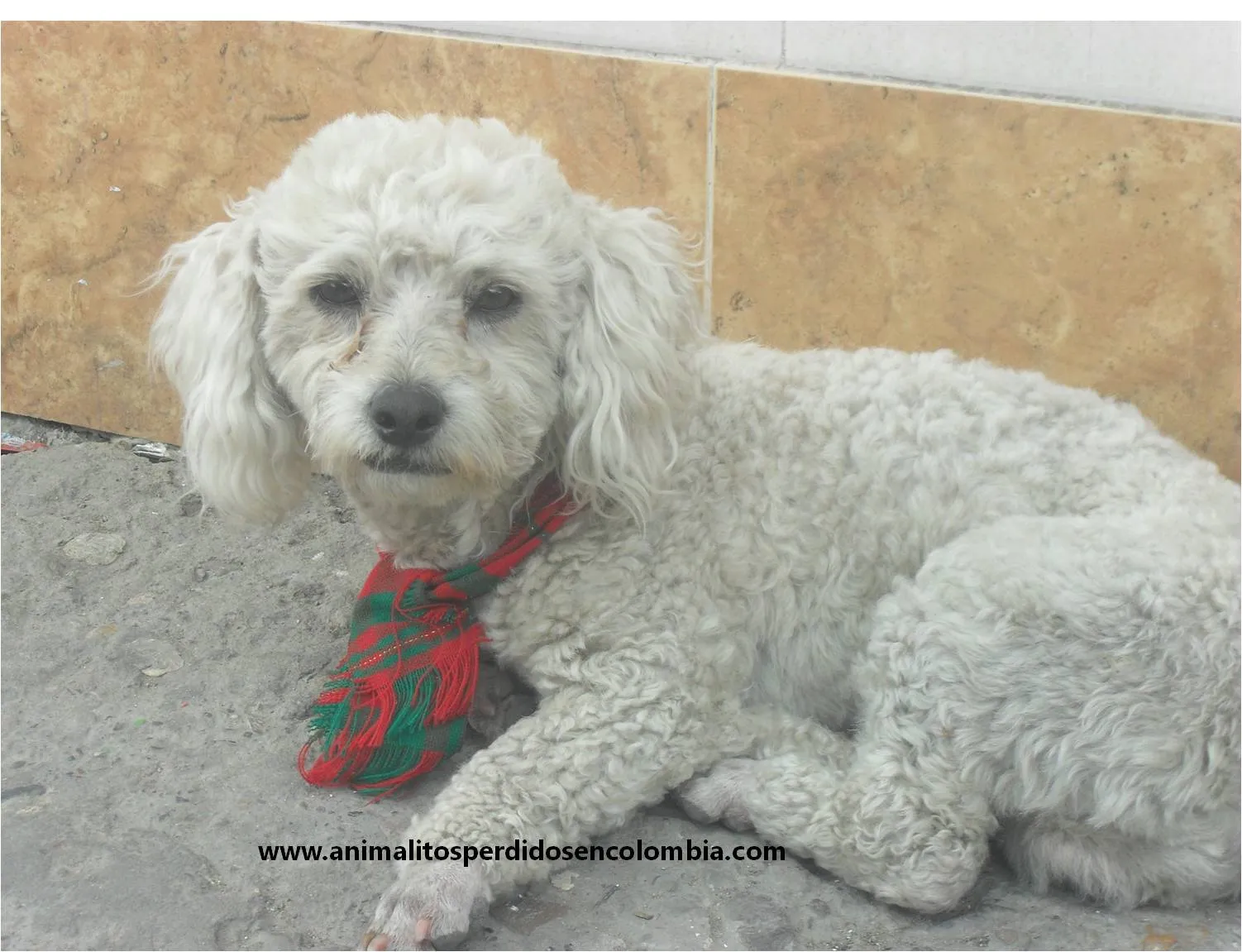 VISTO ENCONTRADO BOGOTÁ-PERRO POODLE BLANCO VILLA GLADIS ENGATIVA ...