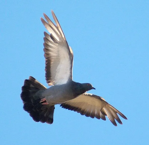 Imágenes de palomas volando - Imagui