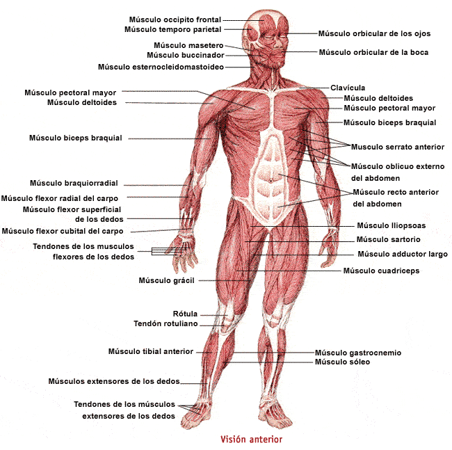 Sistema muscular del cuerpo humano - Imagui