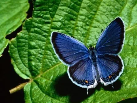 Dónde viven las mariposas? | MARIPOSAPEDIA