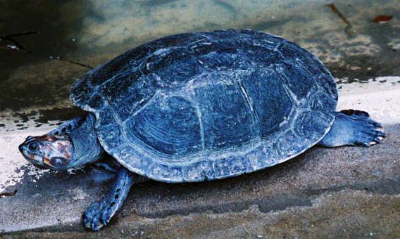 VIVENCIAS LLANERAS DEL ABUELO: Las Tortugas Llaneras