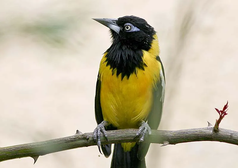 Pajaro turpial para colorear - Imagui