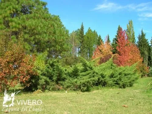 Vivero de arboles, arbustos y c??sped - Maldonado, Uruguay - Casa ...