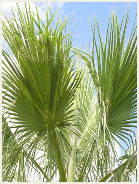 Vivero Imperial - Palma Washingtonia Filifera