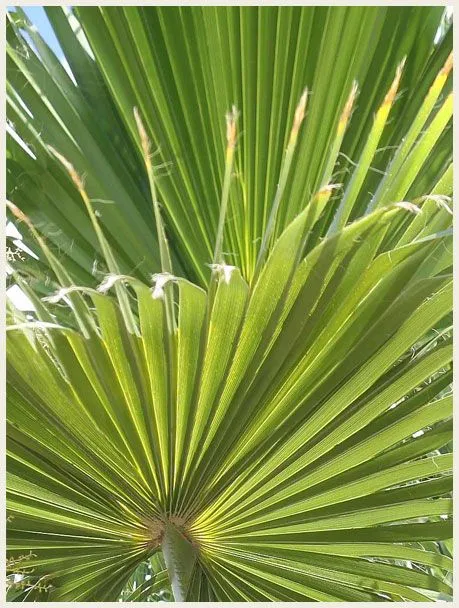 Vivero Imperial - Palma Washingtonia Híbrida