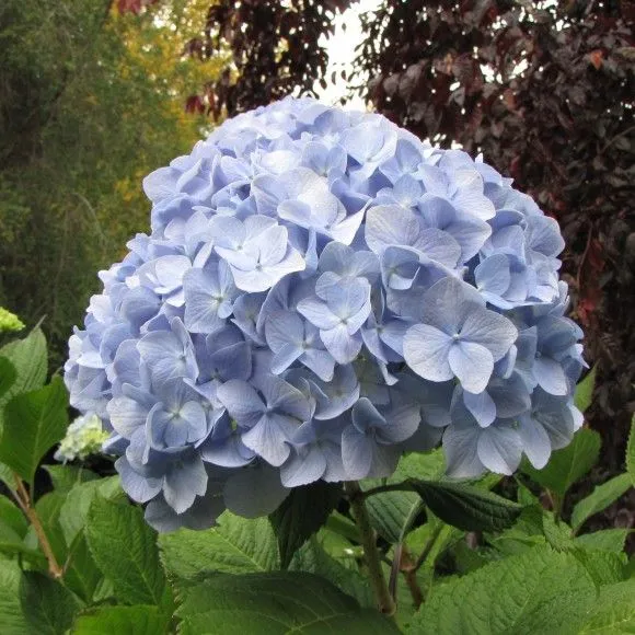 Vivero Pilmaiquen, Todo lo que necesita para su jardín, Hortensia ...