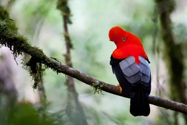 No viviendo en un mundo vivo: Gallito de las Rocas o Tunqui