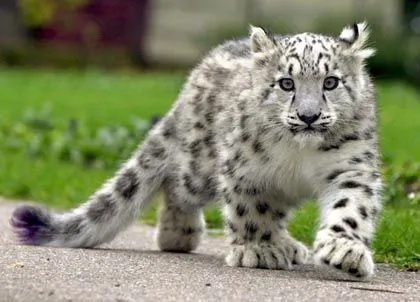 Protección al leopardo de las nieves - Taringa!