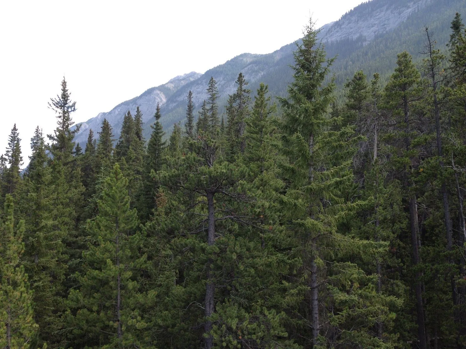 vivirconfiados: Canadá: Los bosques de coníferas de Alberta ...