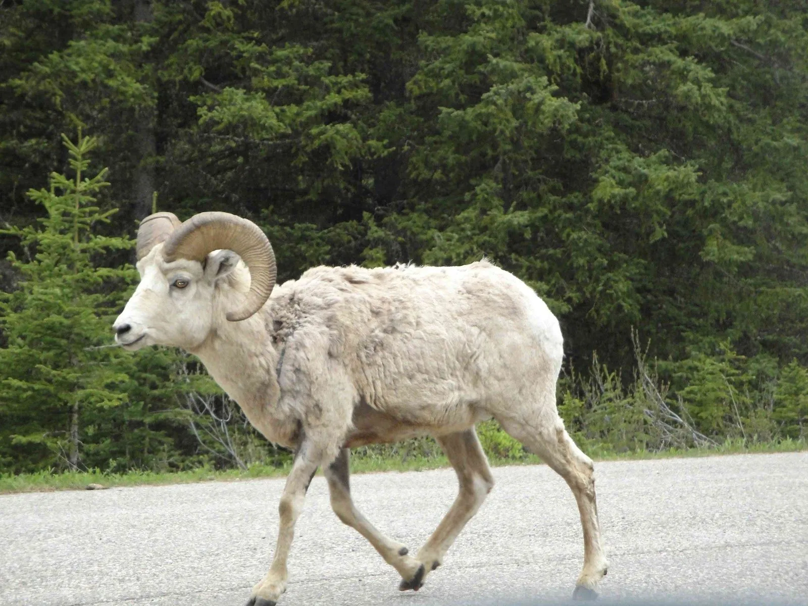 vivirconfiados: Canadá: Los bosques de coníferas de Alberta ...