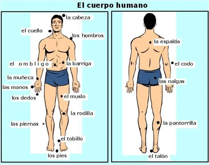 Vocabulario del cuerpo humano - Español para los ancianos