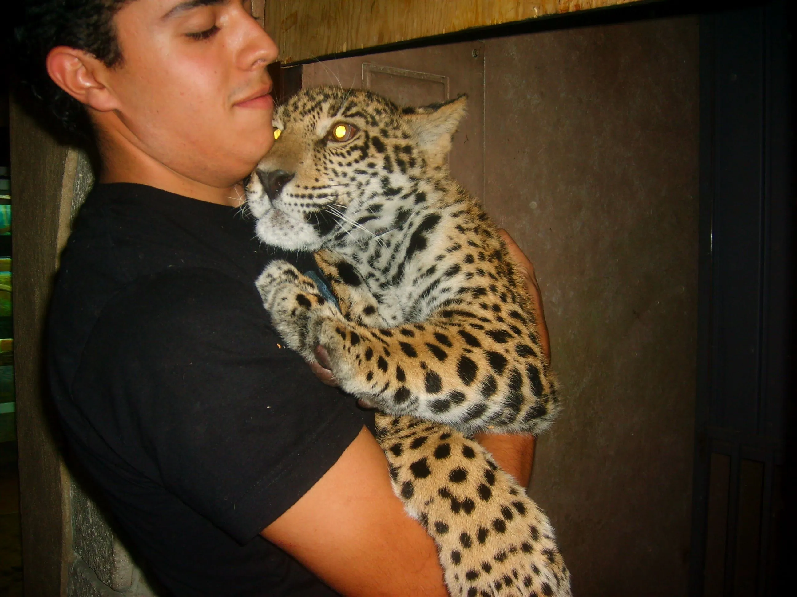 Voici un bébé jagar trop mignon