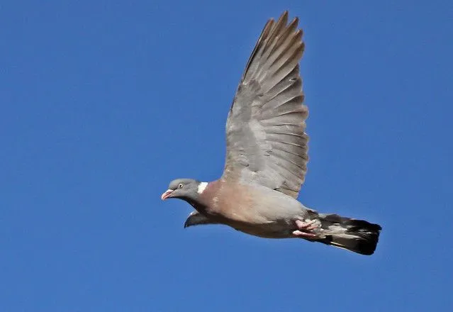 Volando voy, paloma torcaz, Columba palumbus | Flickr - Photo Sharing!