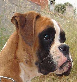 Von Cavas boxer, criaderos boxer Chile,venta cachorros boxer ...