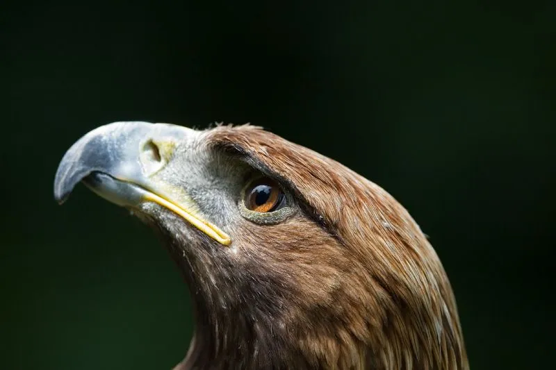 vuelo arriba de un aguila - Taringa!