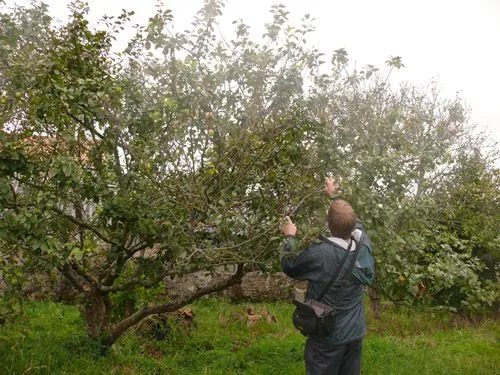 A vueltas con la sidra (I) | Los Bloggers de Axena