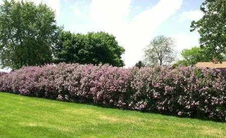 A wall of delicate-color'd blossoms with the perfume strong I love ...