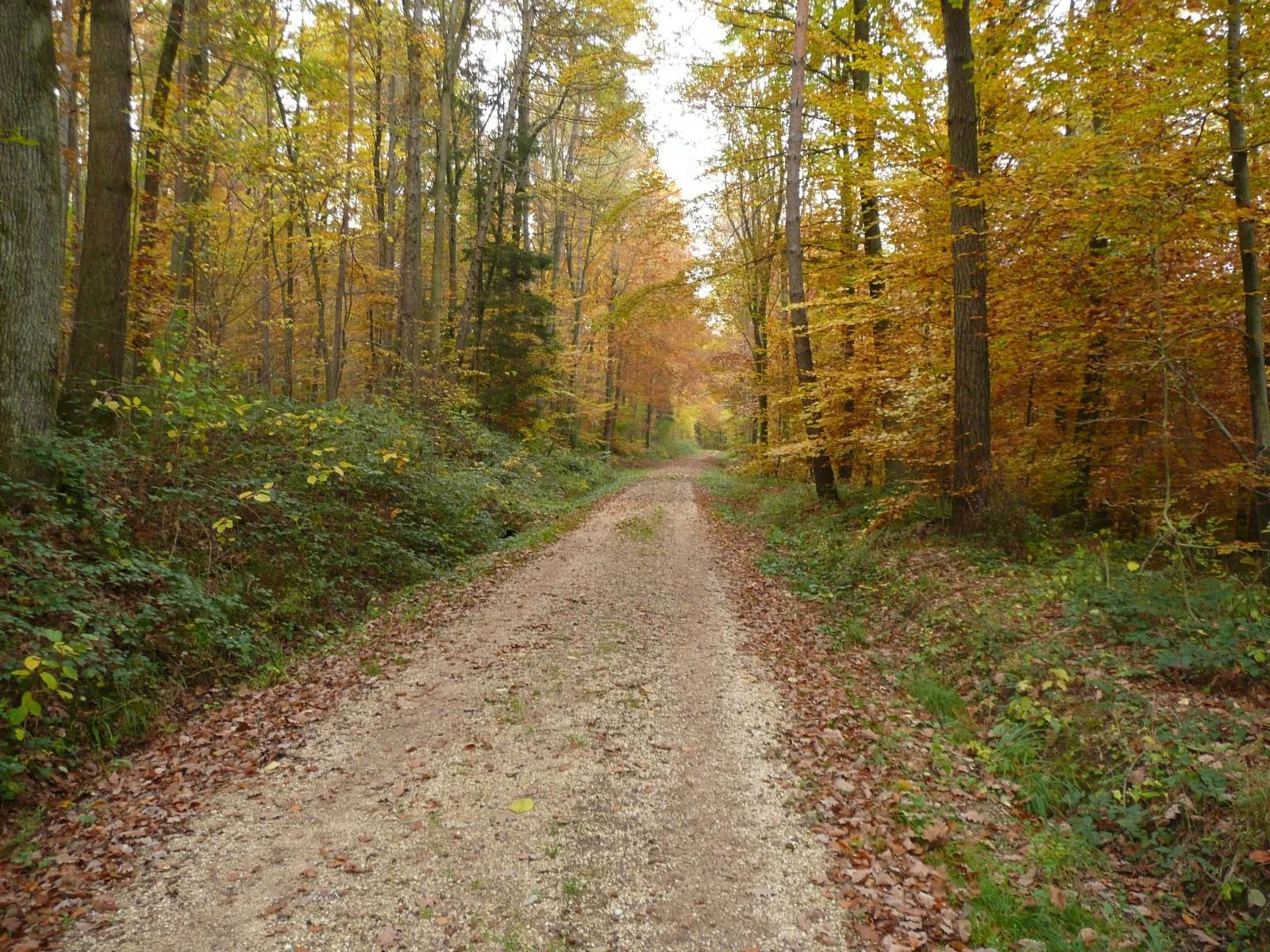 Wallpaper de camino de bosque silvestre | Fondos de escritorio ...