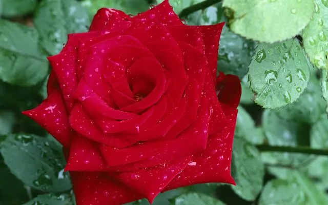 Fotos de rosas rojas HD - Imagui