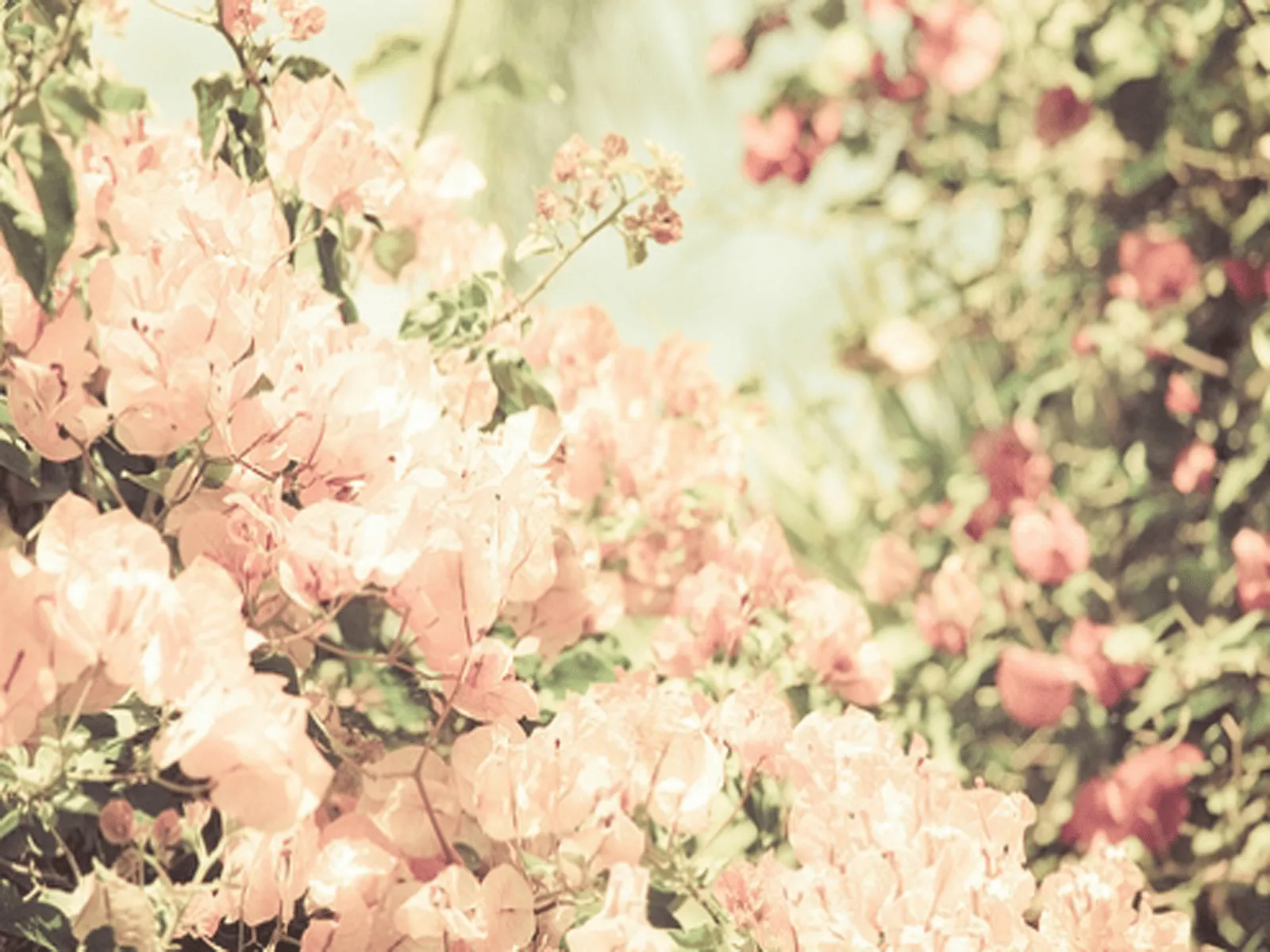 Wallpaper Flores Vintage Tumblr Imagen Fondo Pictures