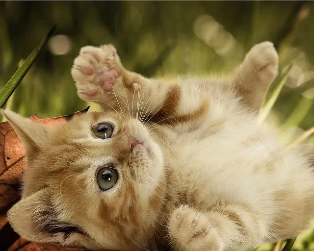 Kittens Wallpaper: Kitten Wallpaper