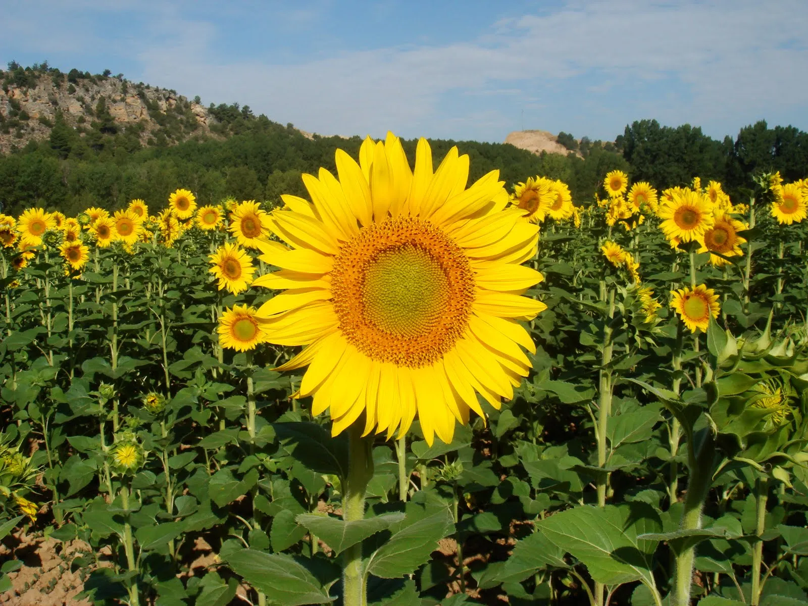 Wallpaper de Girasoles Sunflower HD | Banco de Imagenes Gratuitas