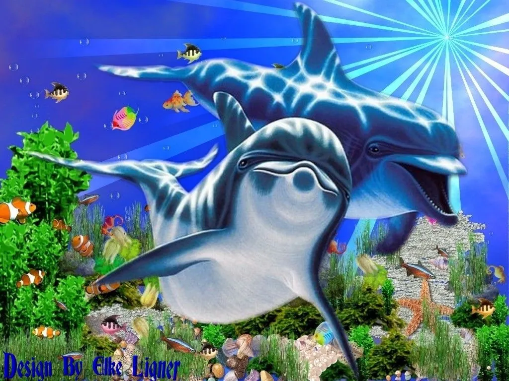 Wallpaper Hintergrundbilder Delfin Beim Spielen Pictures