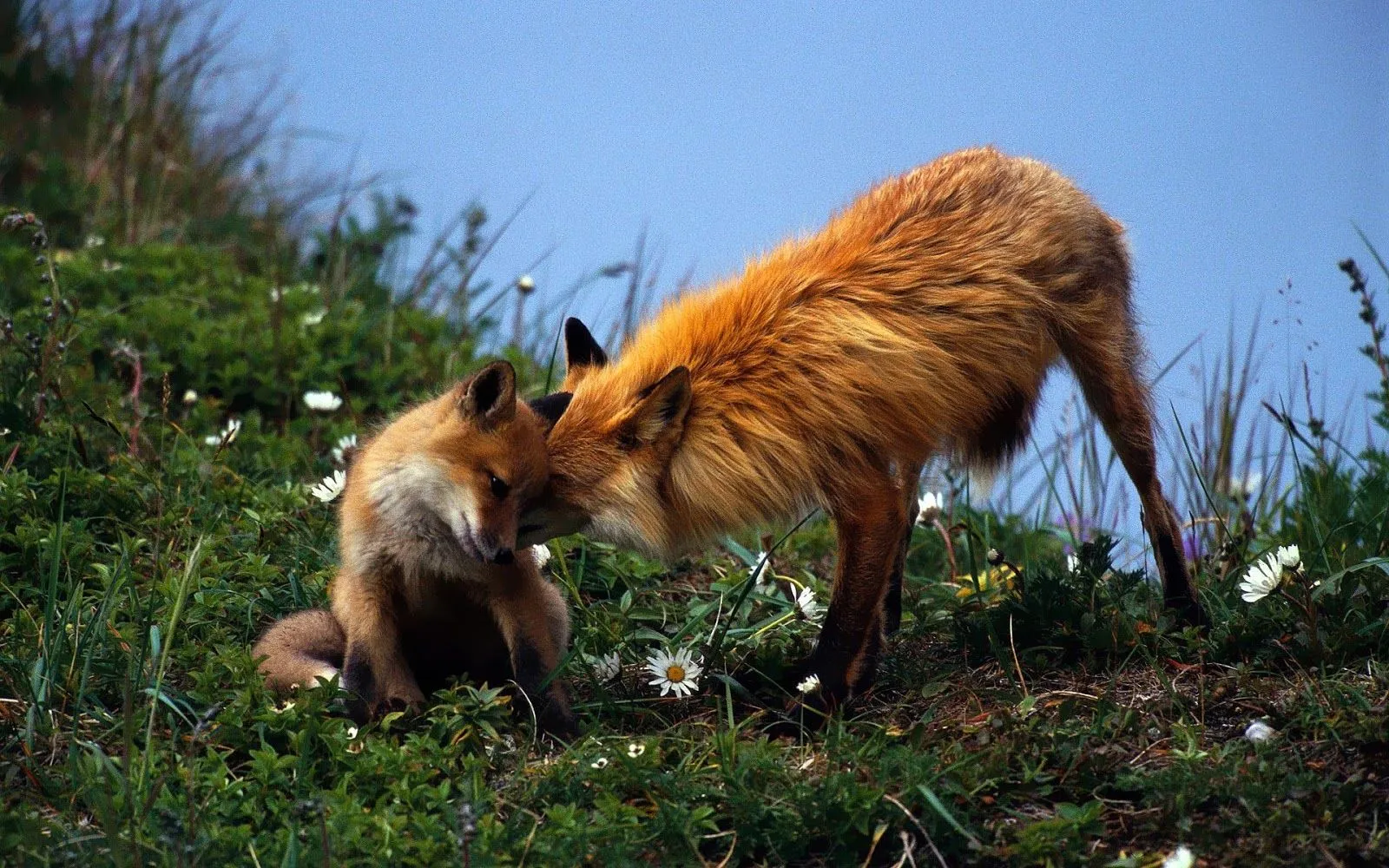 Wallpaper of two cuddling red foxes | HD Animals Wallpapers