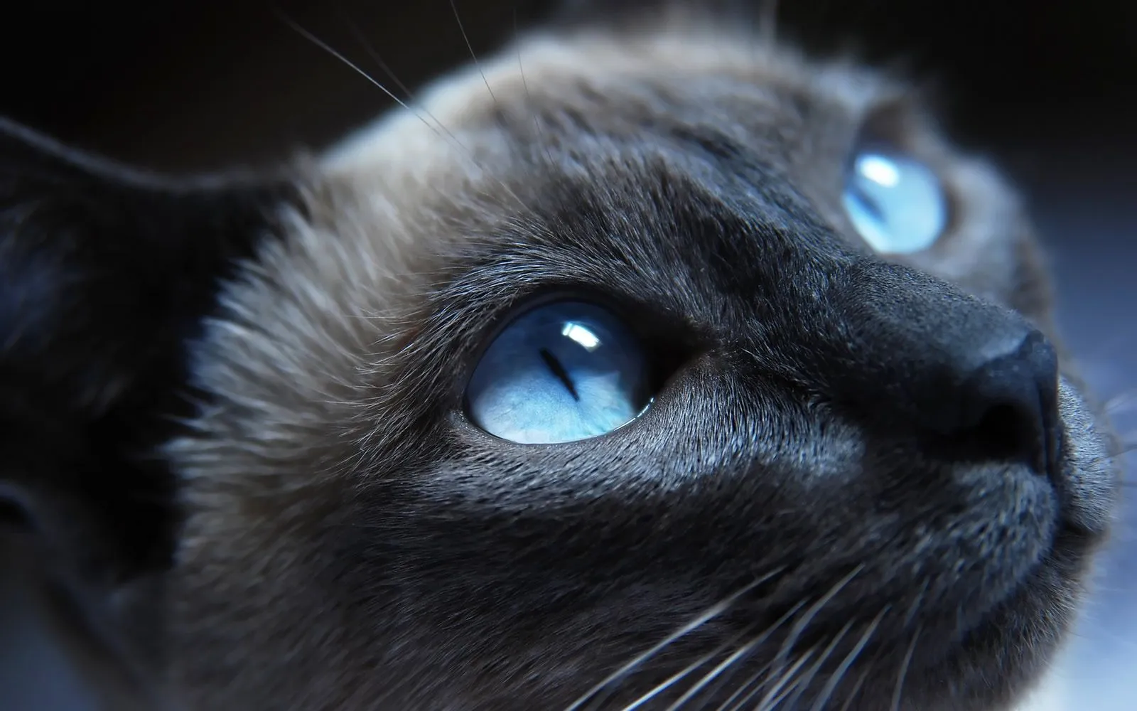 Wallpaper Ojos de Gato - Wallpapers