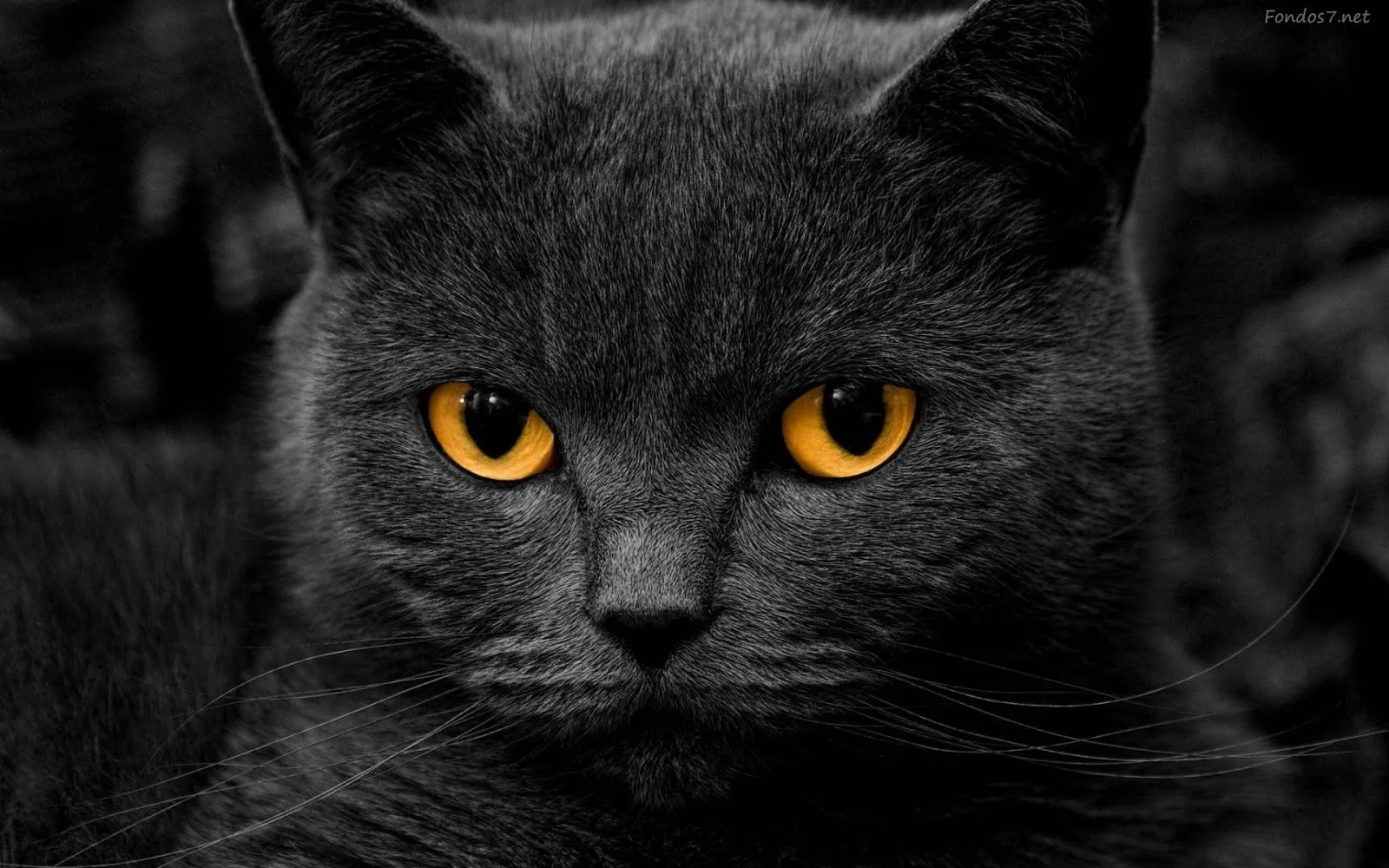 Wallpaper Oriental: Wallpaper de Gatos Negros / Black Cats