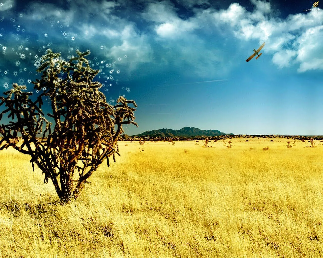  ... Wallpaper con paisaje de campo, con pasto amarillo y cielo azul