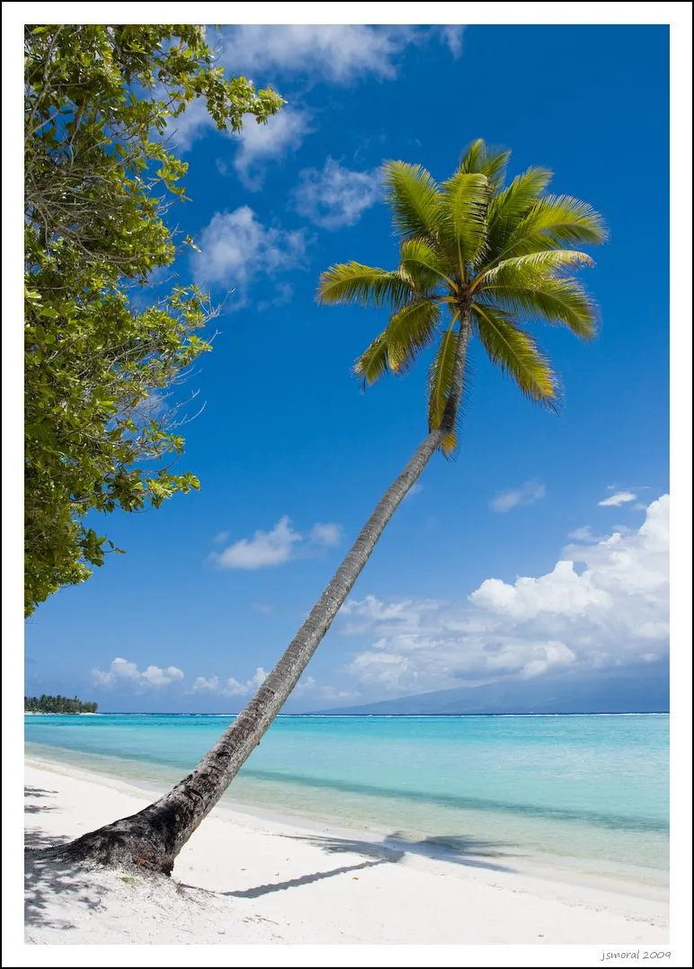 Palmera en una playa de Moorea by jsmoral / © Some rights reserved.