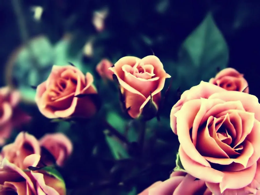 Wallpaper rosas by LoreEdition on DeviantArt