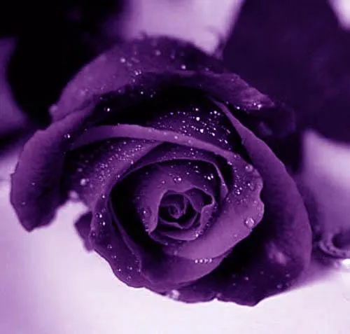 Wallpaper rosas moradas - Imagui