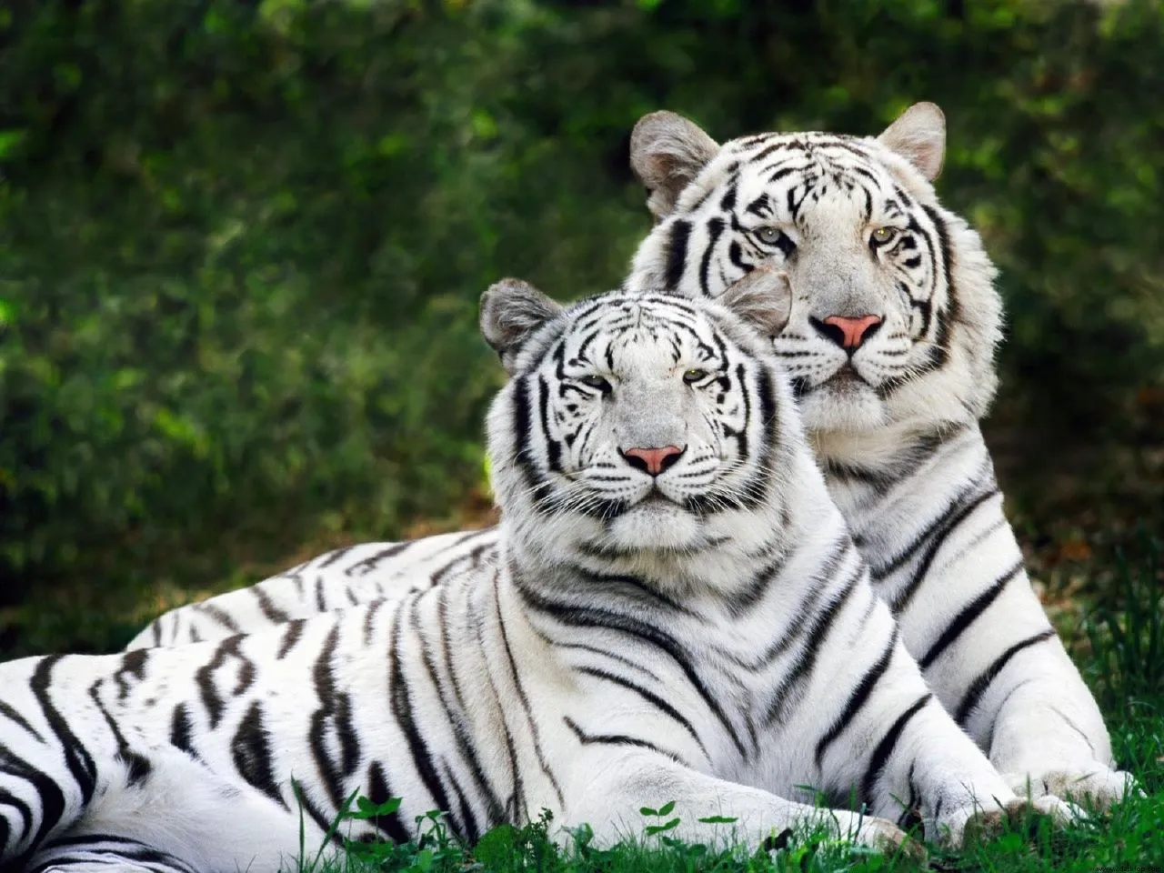 wallpaper de tigre blanco