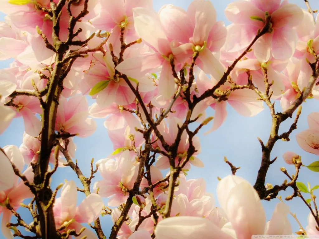 wallpapernarium: Lindas ramas de magnolia