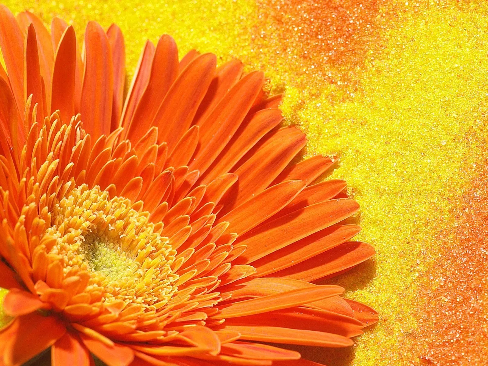 wallpapernarium: Bonita foto de una flor naranja