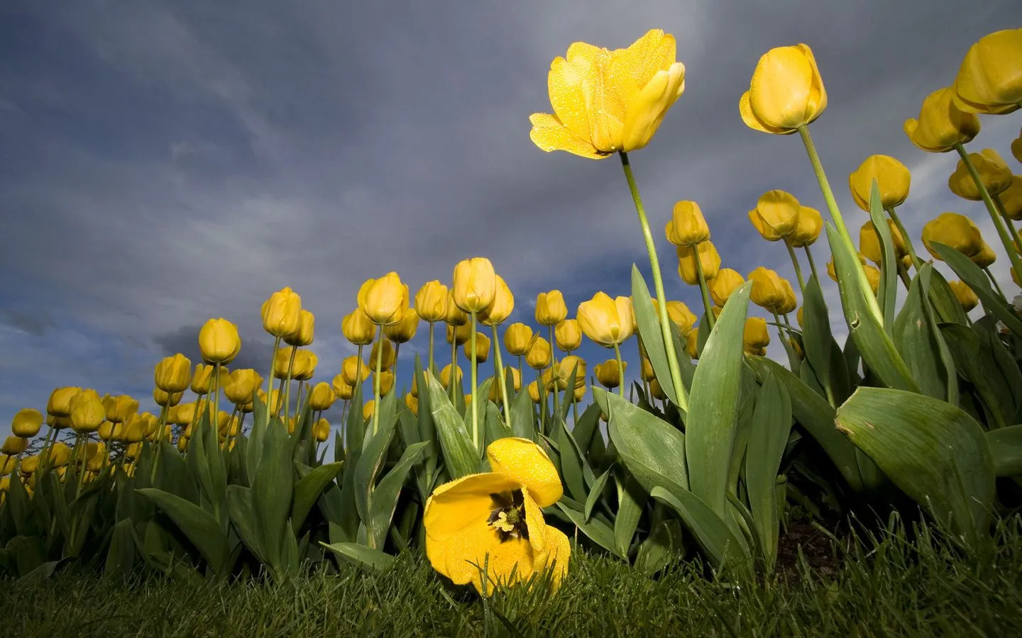 Bonitas flores color amarillo | wallpapernarium