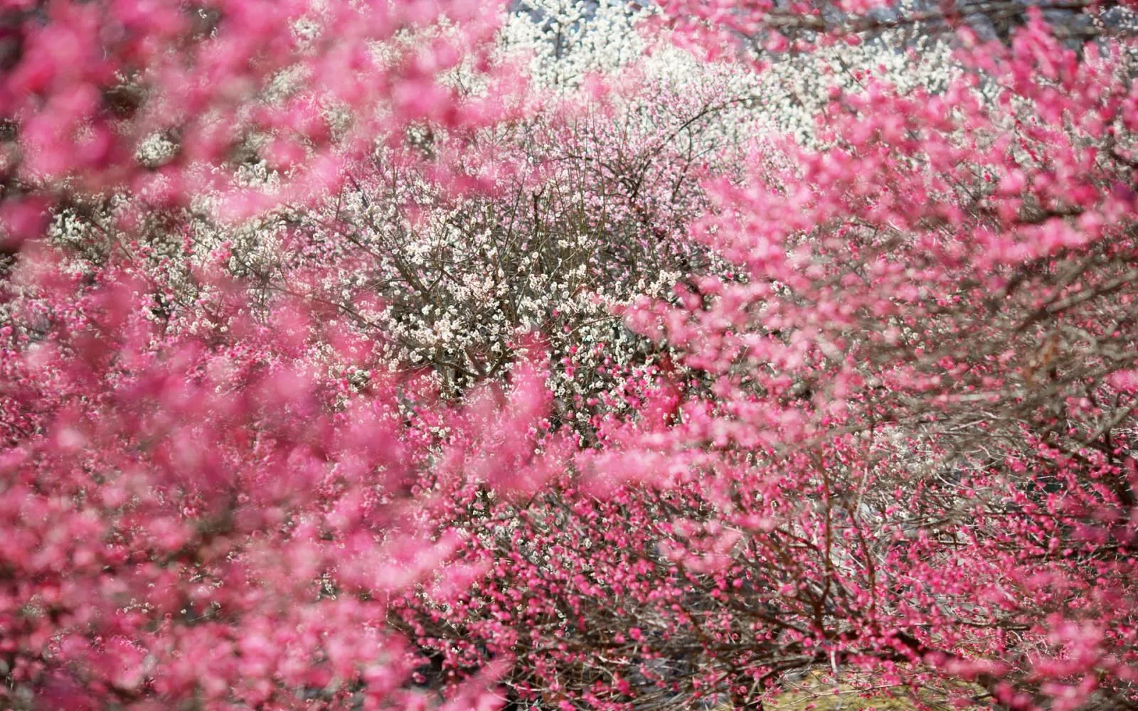 wallpapernarium: Bonitas ramas de arboles llenos de flores rosadas