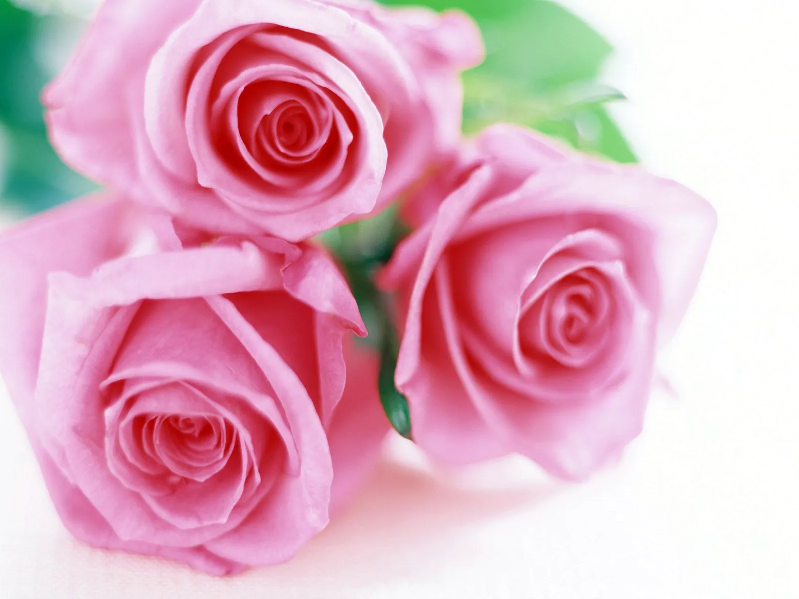 wallpapernarium: Tres bonitas rosas rosadas